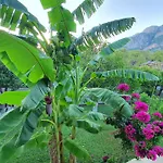 Villa Citrus Garden