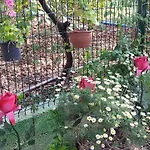 Antalya Farm House