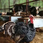 Likya Korsan Koyu Kamp