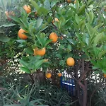 Kuecuek Denizkizi